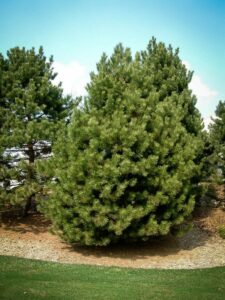 Сосна Чёрная (Pinus Nigra) купить по цене от 270.00р. в интернет-магазине «Посадика» с доставкой почтой в в Копейске и по всей России – [изображение №1].