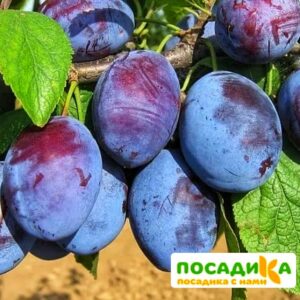 Слива Чачакская ранняя купить по цене от 229.00р. в интернет-магазине «Посадика» с доставкой почтой в в Копейске и по всей России – [изображение №1].