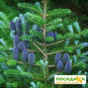 Пихта корейская (Abies koreana) купить по цене от 450.00р. в интернет-магазине «Посадика» с доставкой почтой в в Копейске и по всей России – [изображение №1].