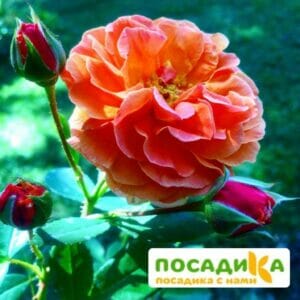 Роза Арабия купить по цене от 350.00р. в интернет-магазине «Посадика» с доставкой почтой в в Копейске и по всей России – [изображение №1].