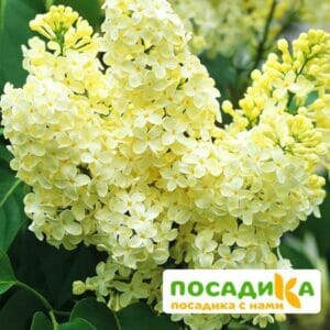 Сирень Примроуз (Primrose) купить по цене от 529.00р. в интернет-магазине «Посадика» с доставкой почтой в в Копейске и по всей России – [изображение №1].