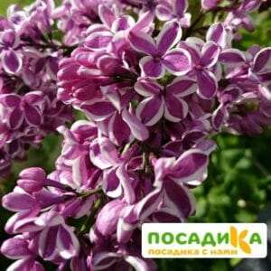 Сирень Сенсация купить по цене от 529.00р. в интернет-магазине «Посадика» с доставкой почтой в в Копейске и по всей России – [изображение №1].