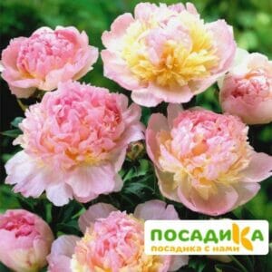 Пион Распберри Сандей (Paeonia Raspberry Sundae) купить по цене от 959р. в интернет-магазине «Посадика» с доставкой почтой в в Копейске и по всей России – [изображение №1].