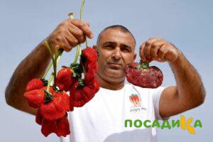 Клубника Гигант Джорнея купить по цене от 266р. в интернет-магазине «Посадика» с доставкой почтой в в Копейске и по всей России – [изображение №1].