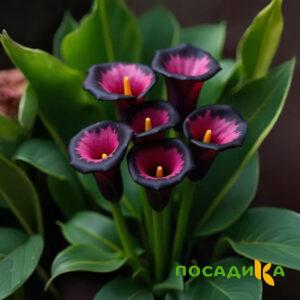 Калла Аура Лейс купить по цене от 400р. в интернет-магазине «Посадика» с доставкой почтой в в Копейске и по всей России – [изображение №1].