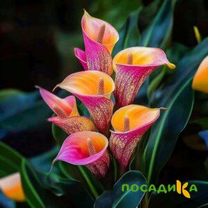 Калла Оникс купить по цене от 450р. в интернет-магазине «Посадика» с доставкой почтой в в Копейске и по всей России – [изображение №1].