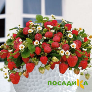 Клубника Рубиновый Шепот (горшечная) купить по цене от 240р. в интернет-магазине «Посадика» с доставкой почтой в в Копейске и по всей России – [изображение №1].
