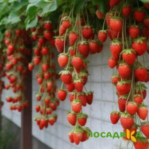Клубника вьющаяся Комплимент купить по цене от 470р. в интернет-магазине «Посадика» с доставкой почтой в в Копейске и по всей России – [изображение №1].