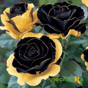 Роза Ханни Сикл купить по цене от 700р. в интернет-магазине «Посадика» с доставкой почтой в в Копейске и по всей России – [изображение №1].