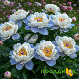 Пион акварельный Этюд купить по цене от 806р. в интернет-магазине «Посадика» с доставкой почтой в в Копейске и по всей России – [изображение №1].