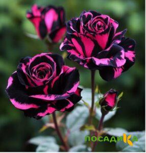 Роза Багровый Шепот купить по цене от 366р. в интернет-магазине «Посадика» с доставкой почтой в в Копейске и по всей России – [изображение №1].