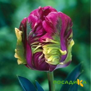 Тюльпан Экзотик Хэвен купить по цене от 186р. в интернет-магазине «Посадика» с доставкой почтой в в Копейске и по всей России – [изображение №1].