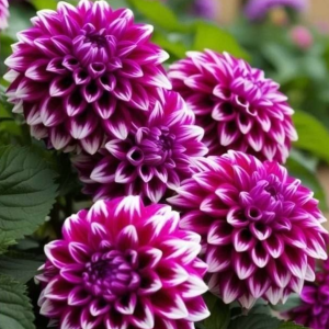 Георгин Кристал Корт купить по цене от 602р. в интернет-магазине «Посадика» с доставкой почтой в в Копейске и по всей России – [изображение №1].