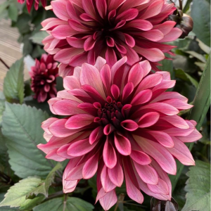 Георгин Перли Сансет купить по цене от 309р. в интернет-магазине «Посадика» с доставкой почтой в в Копейске и по всей России – [изображение №1].