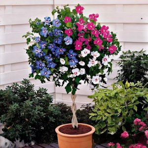 Гибискус-Дерево Триколор купить по цене от 289р. в интернет-магазине «Посадика» с доставкой почтой в в Копейске и по всей России – [изображение №1].