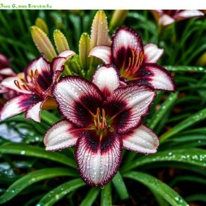 Лилейник Крим Сикл купить по цене от 799р. в интернет-магазине «Посадика» с доставкой почтой в в Копейске и по всей России – [изображение №1].