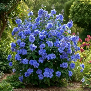 Гибискус Сансет Блоссом купить по цене от 248р. в интернет-магазине «Посадика» с доставкой почтой в в Копейске и по всей России – [изображение №1].