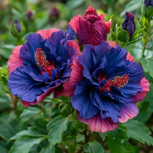 Гибискус Роуз Шайн купить по цене от 360р. в интернет-магазине «Посадика» с доставкой почтой в в Копейске и по всей России – [изображение №1].