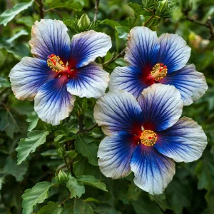 Гибискус Илюжн Вилью купить по цене от 259р. в интернет-магазине «Посадика» с доставкой почтой в в Копейске и по всей России – [изображение №1].