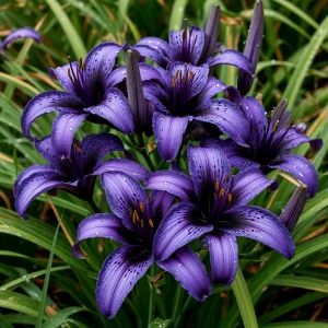 Лилейник Блю Айрис купить по цене от 324р. в интернет-магазине «Посадика» с доставкой почтой в в Копейске и по всей России – [изображение №1].