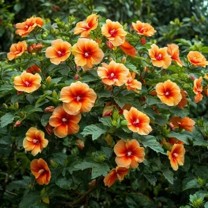 Гибискус Кристал Рэй купить по цене от 458р. в интернет-магазине «Посадика» с доставкой почтой в в Копейске и по всей России – [изображение №1].