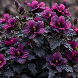 Гибискус Корал Чарм купить по цене от 271р. в интернет-магазине «Посадика» с доставкой почтой в в Копейске и по всей России – [изображение №1].