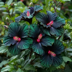 Гибискус Пикок Плюм купить по цене от 490р. в интернет-магазине «Посадика» с доставкой почтой в в Копейске и по всей России – [изображение №1].