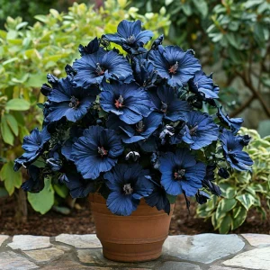 Гибискус Селестиал Флейм купить по цене от 326р. в интернет-магазине «Посадика» с доставкой почтой в в Копейске и по всей России – [изображение №1].