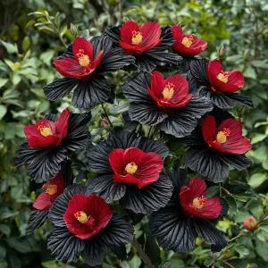 Гибискус Ройял Афеа купить по цене от 460р. в интернет-магазине «Посадика» с доставкой почтой в в Копейске и по всей России – [изображение №1].