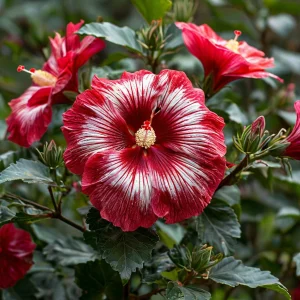 Гибискус Пурпл Мистик купить по цене от 360р. в интернет-магазине «Посадика» с доставкой почтой в в Копейске и по всей России – [изображение №1].