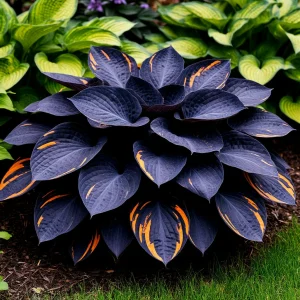 Хоста Умбра купить по цене от 349р. в интернет-магазине «Посадика» с доставкой почтой в в Копейске и по всей России – [изображение №1].