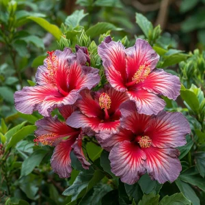 Гибискус Кримсон Флейм купить по цене от 479р. в интернет-магазине «Посадика» с доставкой почтой в в Копейске и по всей России – [изображение №1].