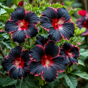 Гибискус садовый Файер Дэнсер купить по цене от 450р. в интернет-магазине «Посадика» с доставкой почтой в в Копейске и по всей России – [изображение №1].