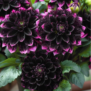 Георгин Лаванда Лейс купить по цене от 679р. в интернет-магазине «Посадика» с доставкой почтой в в Копейске и по всей России – [изображение №1].