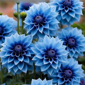 Георгин Вижапе купить по цене от 699р. в интернет-магазине «Посадика» с доставкой почтой в в Копейске и по всей России – [изображение №1].