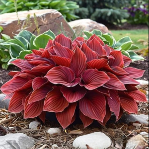 Хоста Малыш Шедевр купить по цене от 421р. в интернет-магазине «Посадика» с доставкой почтой в в Копейске и по всей России – [изображение №1].