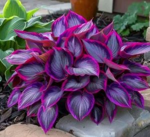 Хоста Сикрет Гарденс купить по цене от 549р. в интернет-магазине «Посадика» с доставкой почтой в в Копейске и по всей России – [изображение №1].