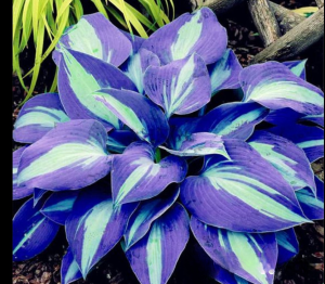 Хоста Аурелия купить по цене от 450р. в интернет-магазине «Посадика» с доставкой почтой в в Копейске и по всей России – [изображение №1].